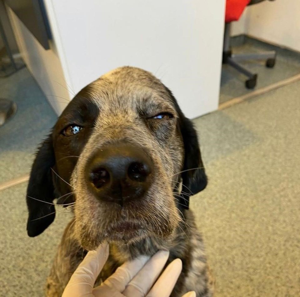 Tavuklarına saldırdı diye köpeği sopayla dövdü