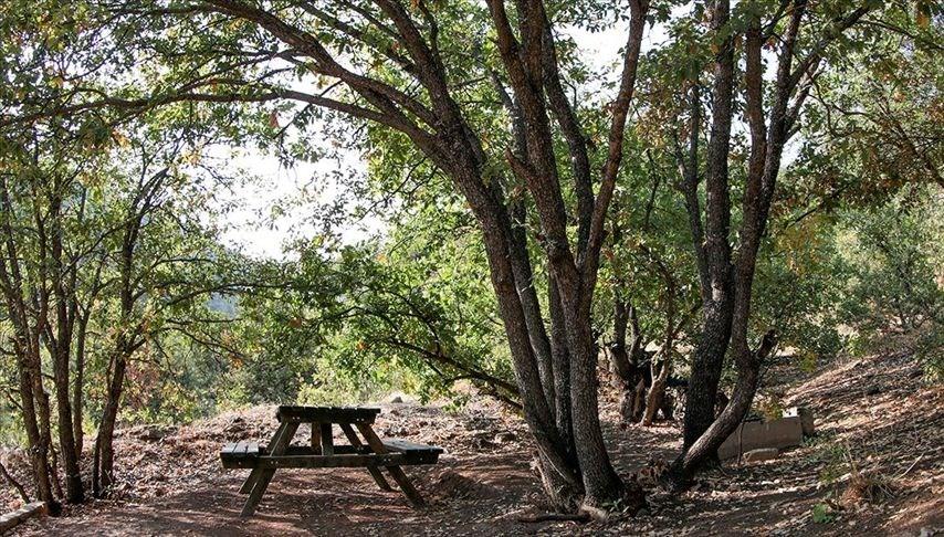 Ormanlık alanlara giriş çıkışlar 30 gün boyunca yasaklandı