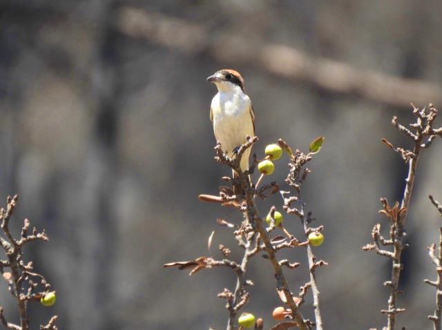 Doğa Küllerinden Yeniden Canlanıyor! Yanan Ormanlar Yeniden Yeşermeye Başladı
