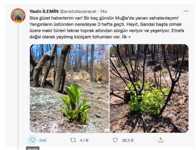 Doğa Küllerinden Yeniden Canlanıyor! Yanan Ormanlar Yeniden Yeşermeye Başladı