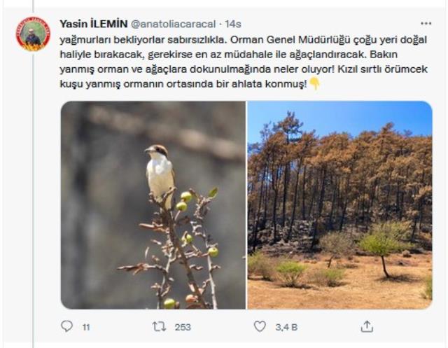 Doğa Küllerinden Yeniden Canlanıyor! Yanan Ormanlar Yeniden Yeşermeye Başladı