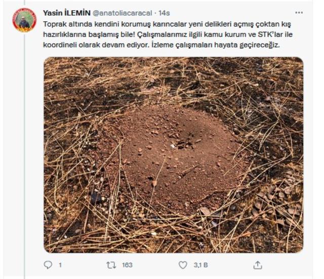 Doğa Küllerinden Yeniden Canlanıyor! Yanan Ormanlar Yeniden Yeşermeye Başladı