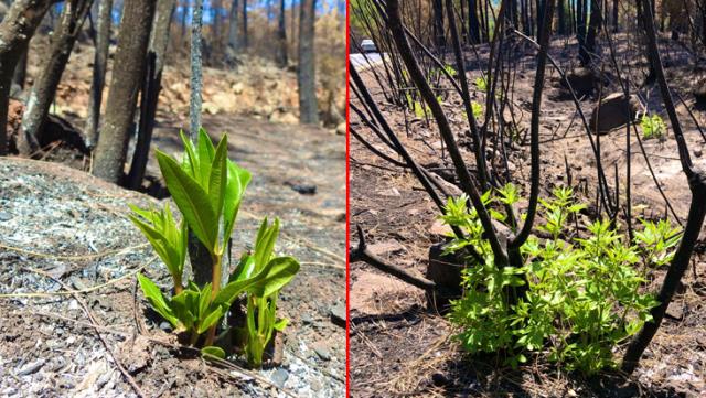 Doğa Küllerinden Yeniden Canlanıyor! Yanan Ormanlar Yeniden Yeşermeye Başladı