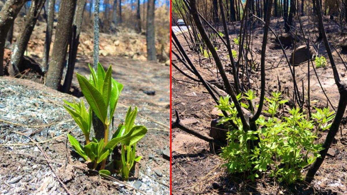 Doğa Küllerinden Yeniden Canlanıyor! Yanan Ormanlar Yeniden Yeşermeye Başladı