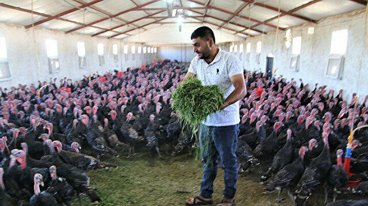 Arkadaşından esinlenerek evinin bahçesine kurdu: Şimdi siparişlere yetişemiyor