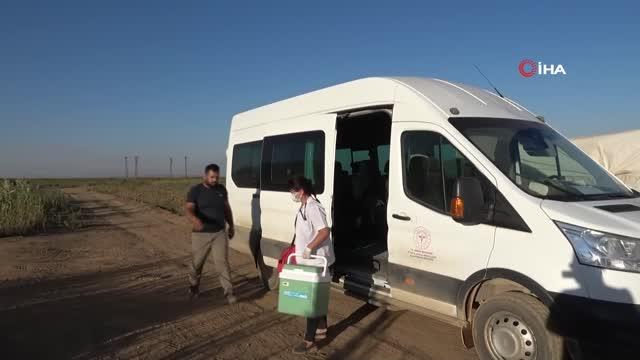Bitlis'te tarladaki çiftçilere aşı hizmeti