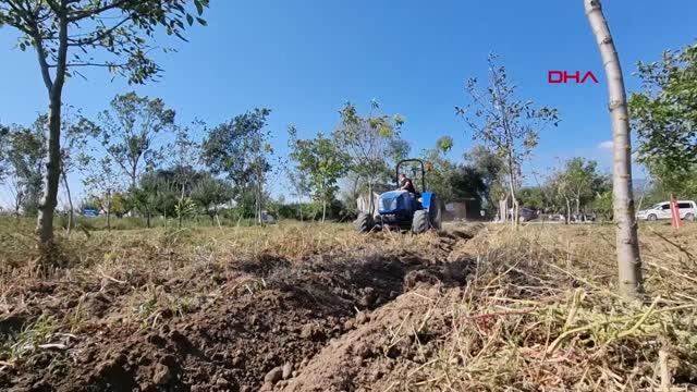 BOLU'DA MOR PATATESLERİN HASADI YAPILDI