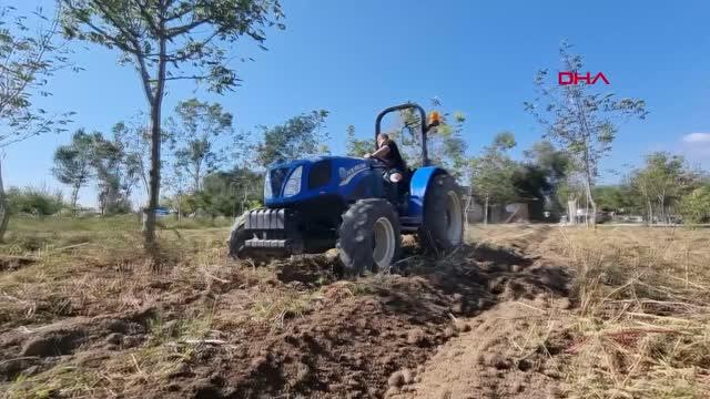 BOLU'DA MOR PATATESLERİN HASADI YAPILDI