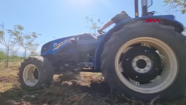 BOLU'DA MOR PATATESLERİN HASADI YAPILDI