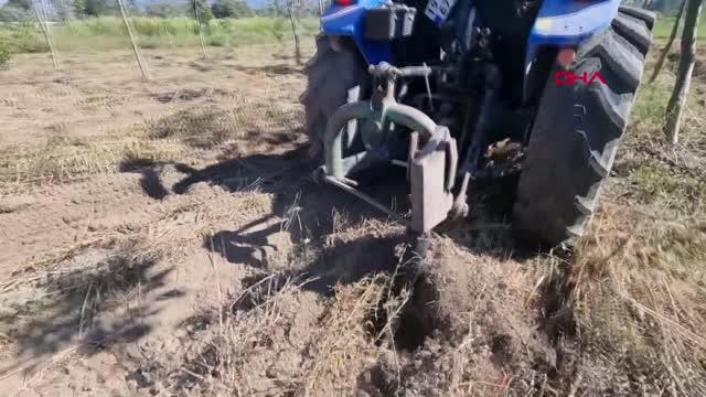 BOLU'DA MOR PATATESLERİN HASADI YAPILDI