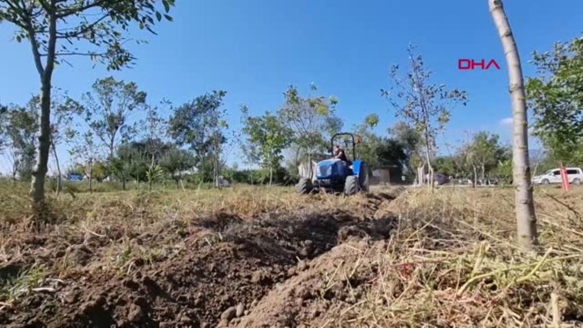BOLU&#039;DA MOR PATATESLERİN HASADI YAPILDI