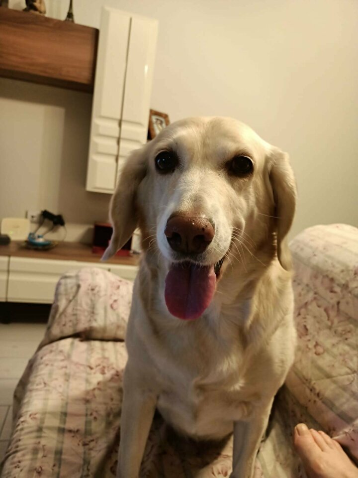 Maya isimli golden cinsi köpeğini idrar sorunu nedeniyle veteriner hekime başvurdu