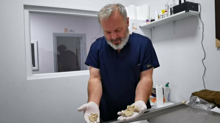 Maya isimli golden cinsi köpeğini idrar sorunu nedeniyle veteriner hekime başvurdu