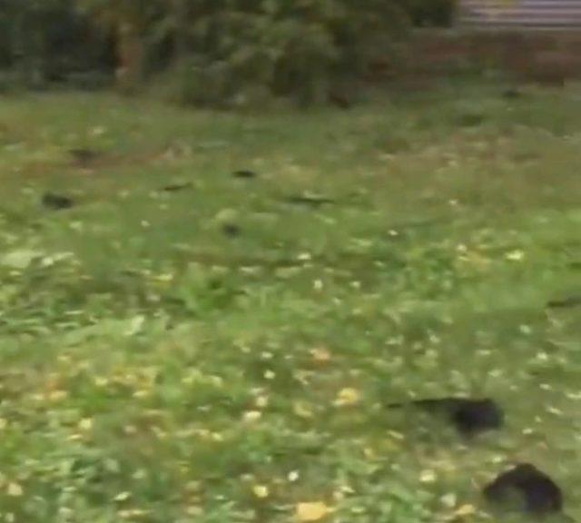 Filmlerdeki kıyamet sahneleri gibi! Rusya, yüzlerce kuzgunun gizemli ölümünü konuşuyor