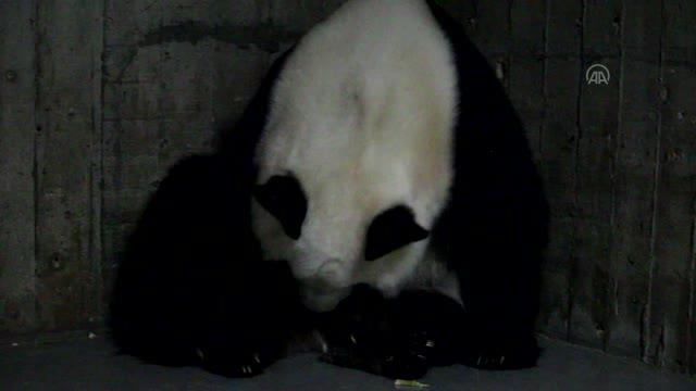 Madrid hayvanat bahçesinde dev panda ikiz yavru dünyaya getirdi
