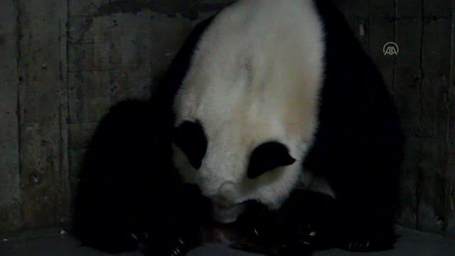 Madrid hayvanat bahçesinde dev panda ikiz yavru dünyaya getirdi