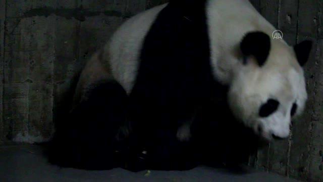 Madrid hayvanat bahçesinde dev panda ikiz yavru dünyaya getirdi