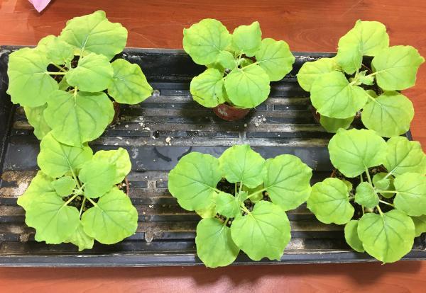 Kokteyl Aşı İnsan Deneyleri İçin Hazırlığını Tamamladı!