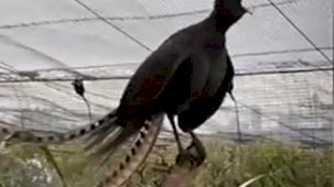 Avustralya'da lir kuşu bebek ağlaması sesini taklit etti