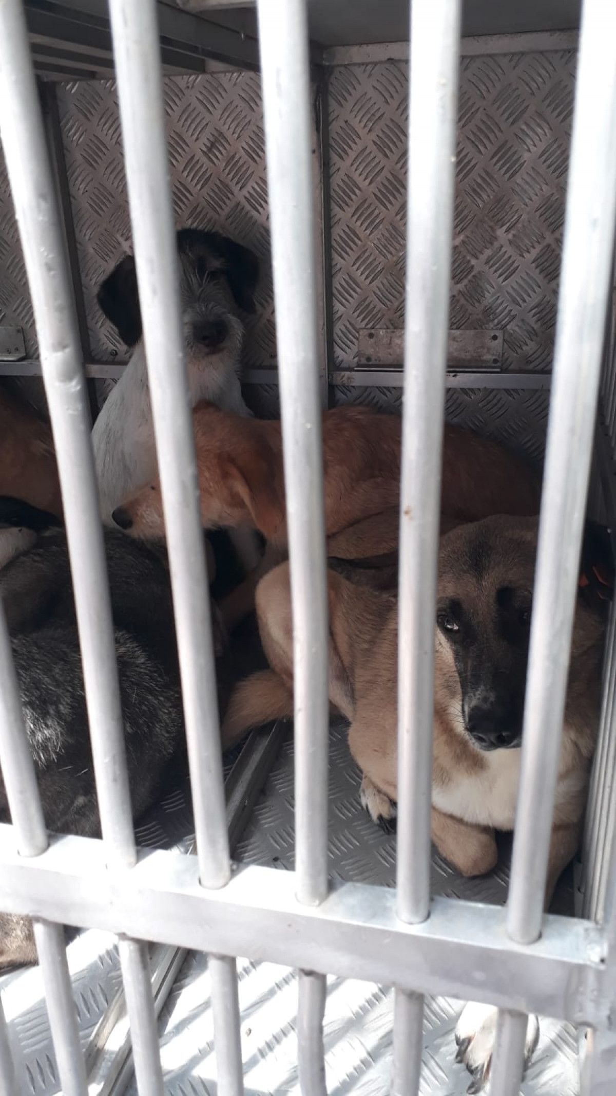 Ankara'da evinin bahçesinde köpek ölüleri bulunan kadın tahliye edildi