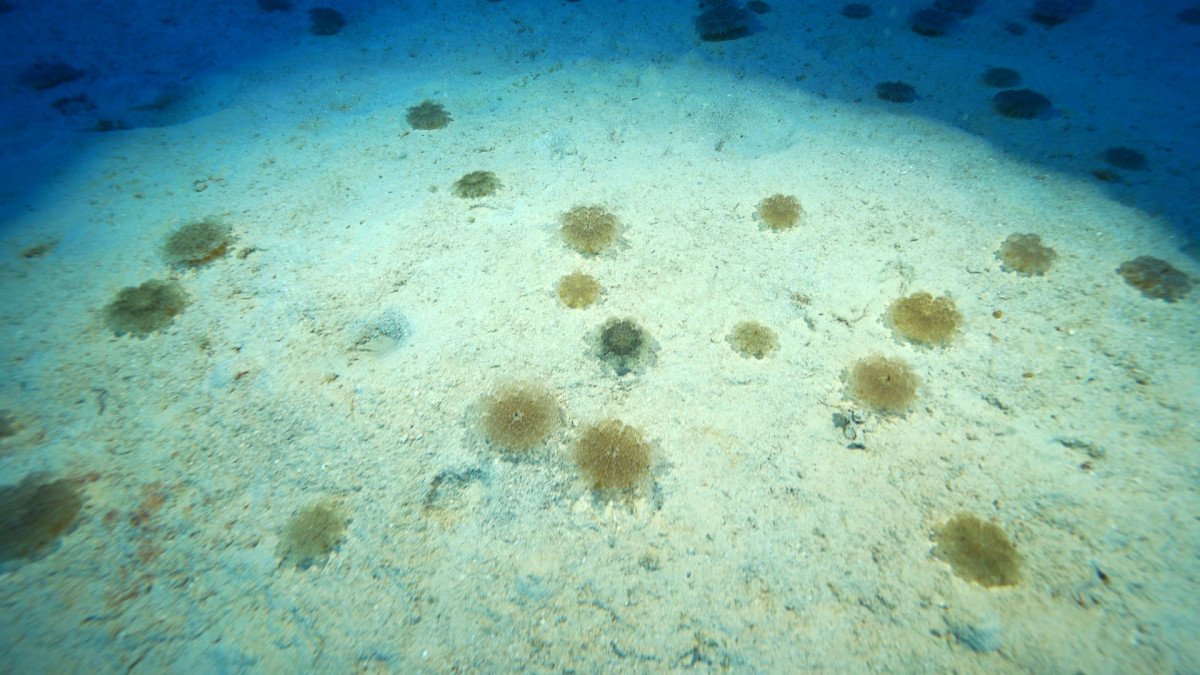 Antalya'da yakıcı denizanaları için uyarı: İnsanların hiçbir şekilde dokunmaması gerekiyor