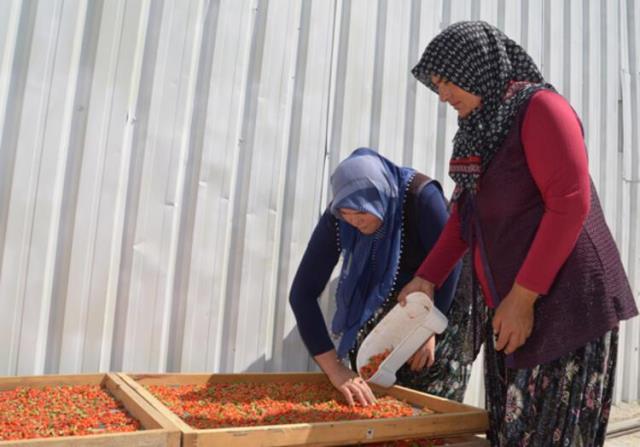 Arkadaş tavsiyesiyle ektiği 'gojy berry' meyvesini, kilosu 100 liradan Avrupa'ya ihraç ediyor