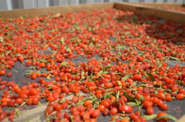 Arkadaş tavsiyesiyle ektiği 'gojy berry' meyvesini, kilosu 100 liradan Avrupa'ya ihraç ediyor