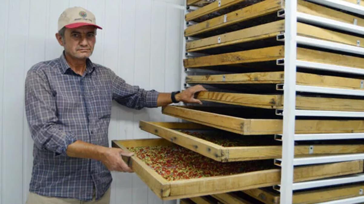 Arkadaş tavsiyesiyle ektiği &#039;gojy berry&#039; meyvesini, kilosu 100 liradan Avrupa&#039;ya ihraç ediyor