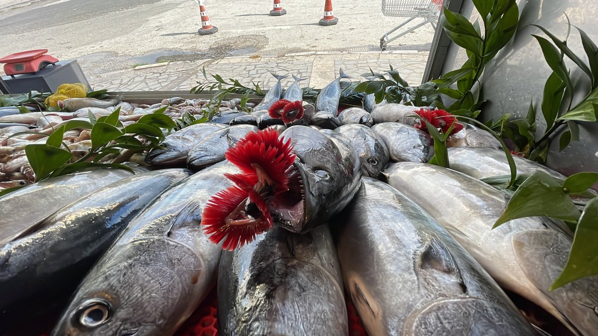Batı Karadeniz'de hamsi azaldı, palamut tezgahtaki yerini aldı