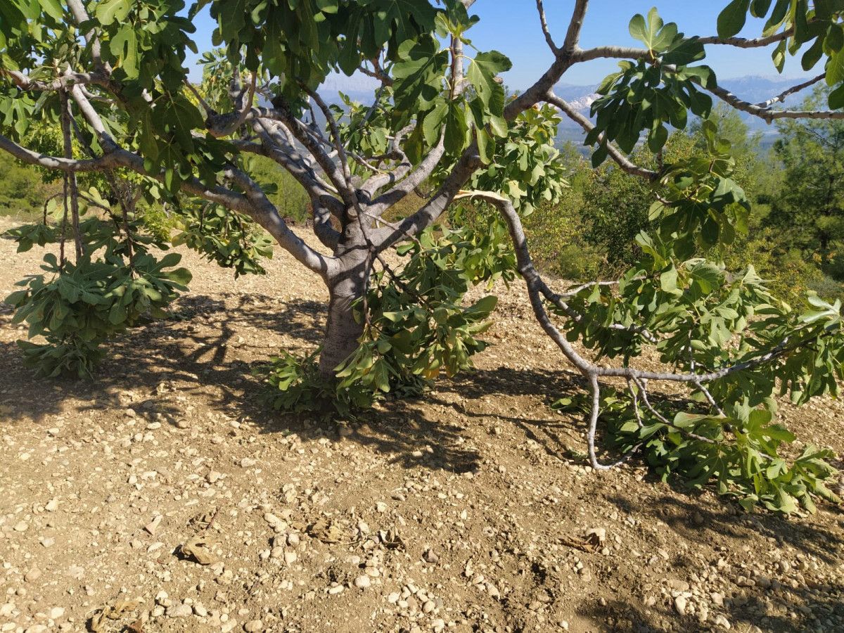 Burdur'daki köy efsanesi bozayı, fotokapana yansıdı