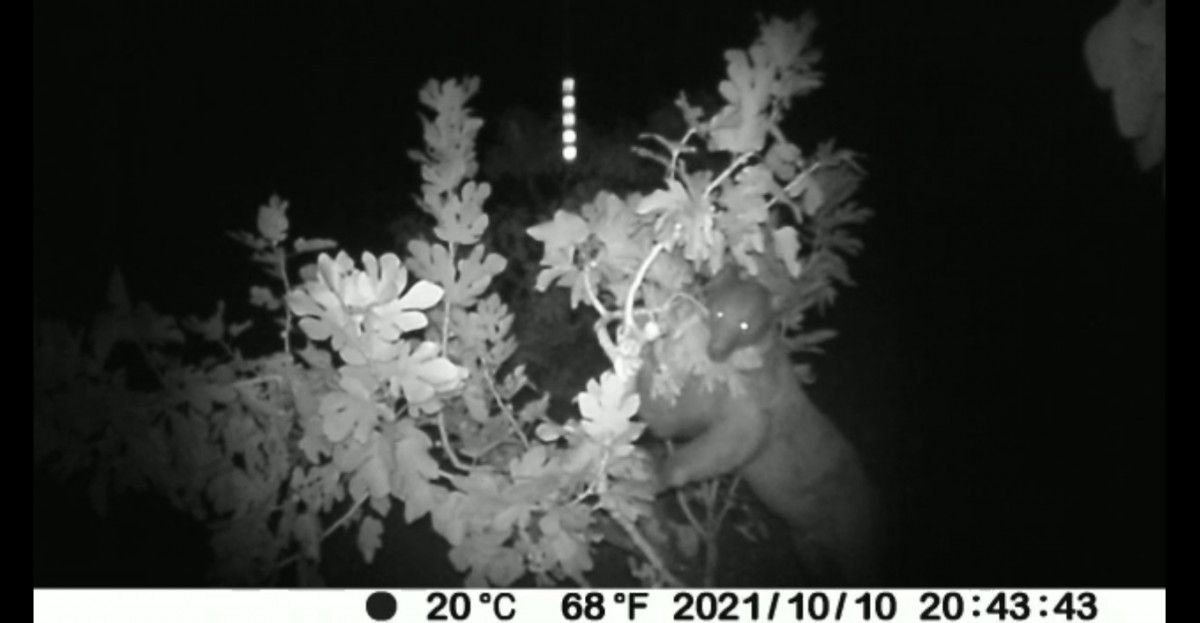 Burdur'daki köy efsanesi bozayı, fotokapana yansıdı