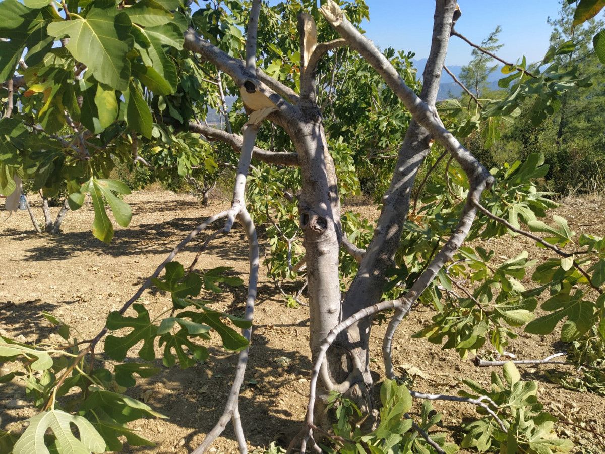 Burdur'daki köy efsanesi bozayı, fotokapana yansıdı