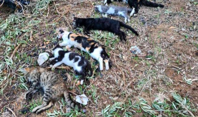 Gün Geçtikçe İnsanlığımızı Kaybediyoruz! 21 Kedi Zehirlendi! Savcılık Soruşturma Başlattı!