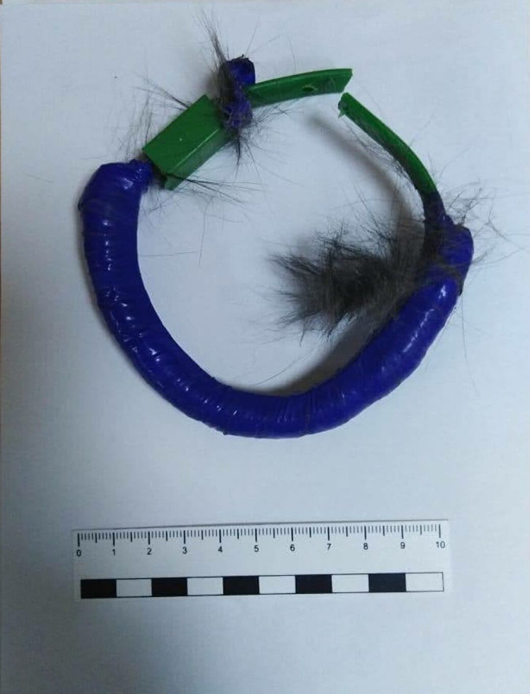 Hapishanede uyuşturucu kuryeliği yapan kediye suçüstü