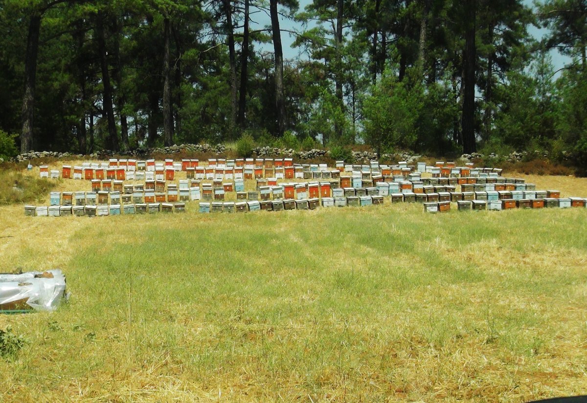 Muğla'da çam balı üretimi bu yıl yapılamadı