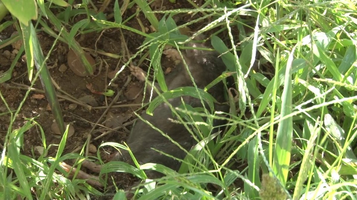 Sarıyer’de bir sokağı akrepler bastı