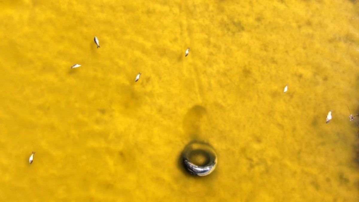 Sivas'ın Ulaş Gölü, kuraklıktan kurtuldu: Karabataklar yuvasına döndü