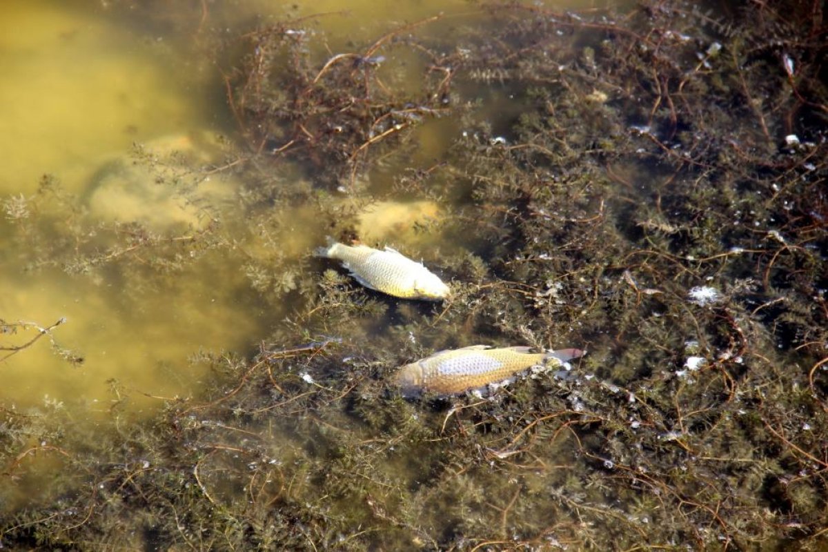 Sivas'ın Ulaş Gölü, kuraklıktan kurtuldu: Karabataklar yuvasına döndü