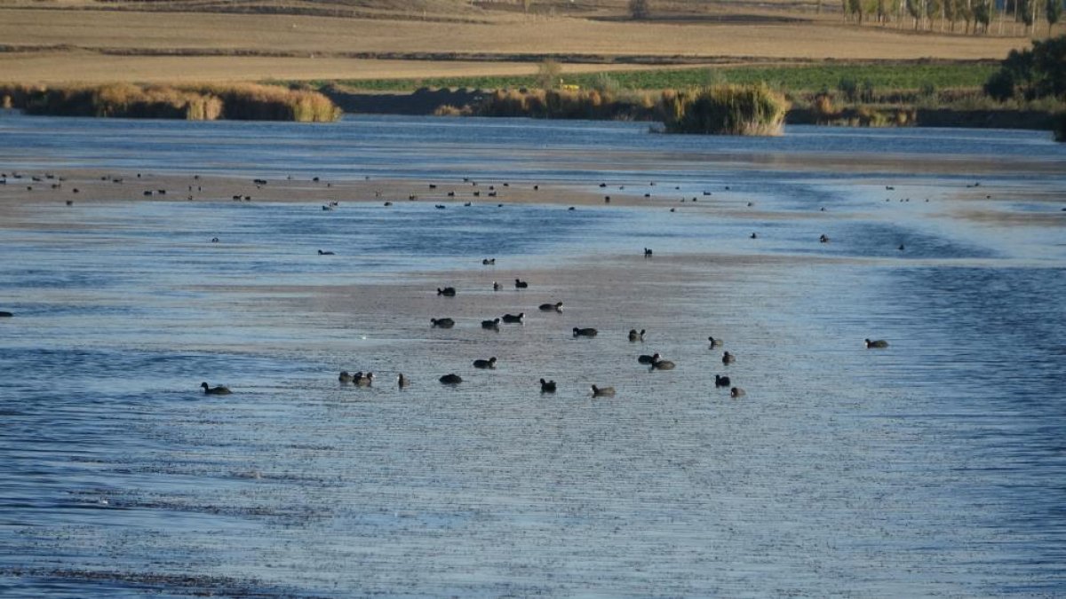 Sivas&#039;ın Ulaş Gölü, kuraklıktan kurtuldu: Karabataklar yuvasına döndü