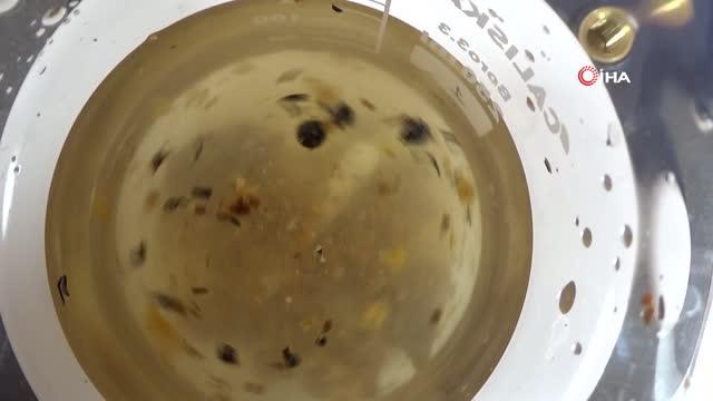 Son dakika haber | Yüzyıllardır şifa veren propolis akademik ellerde zenginleşiyor