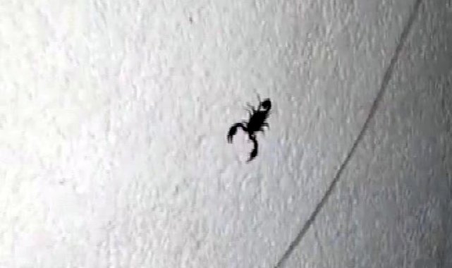 Sarıyer’de bir sokağı akrepler bastı