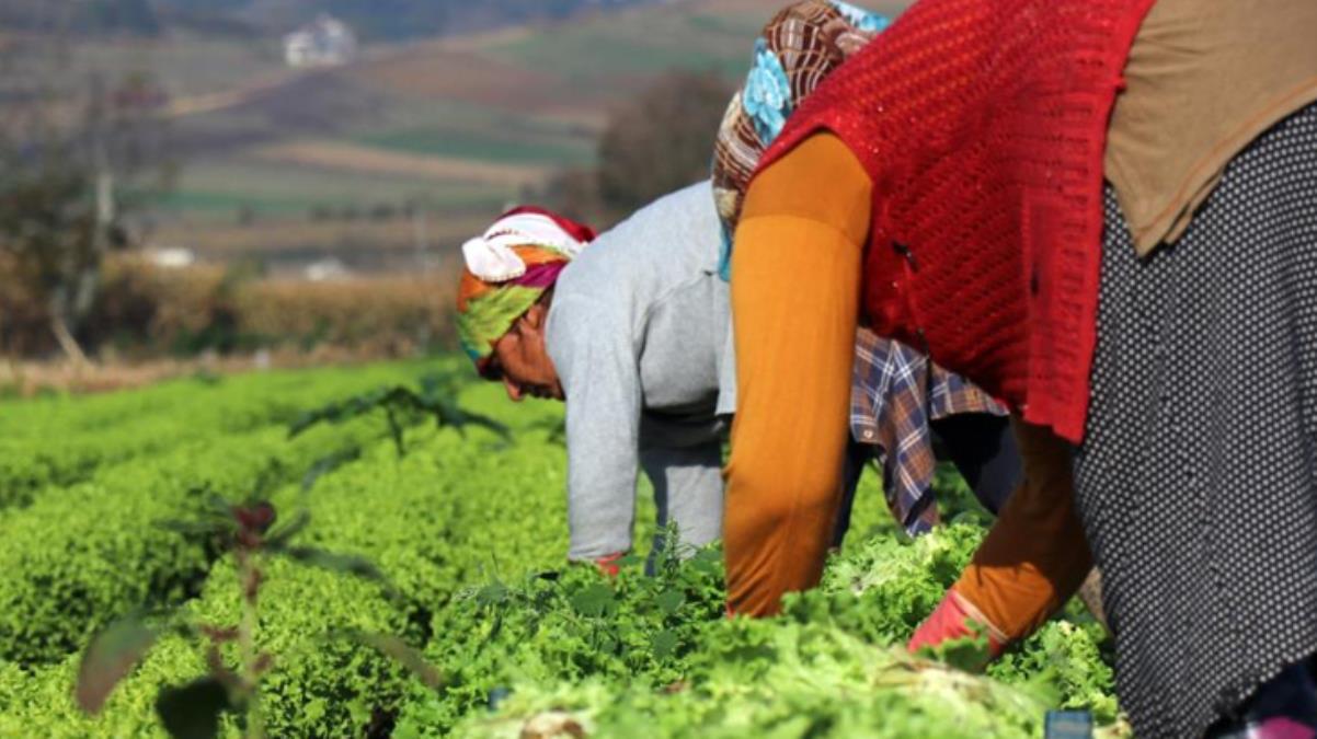 Tarlada 50 kuruşa satılan marulu vatandaş markette 8 liraya alıyor