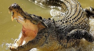 Timsah 8 yaşındaki kız çocuğunu bir anda yuttu