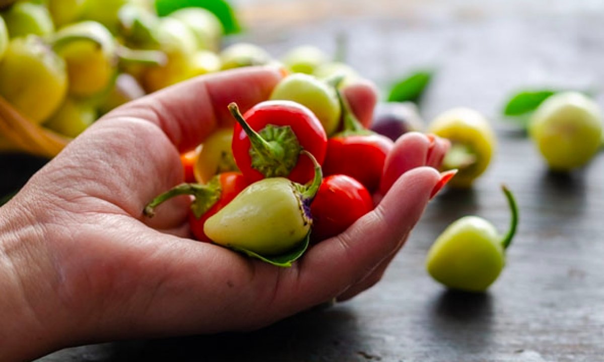 Yedikleri acı biber, Nobel Tıp Ödülü'nü kazandırdı