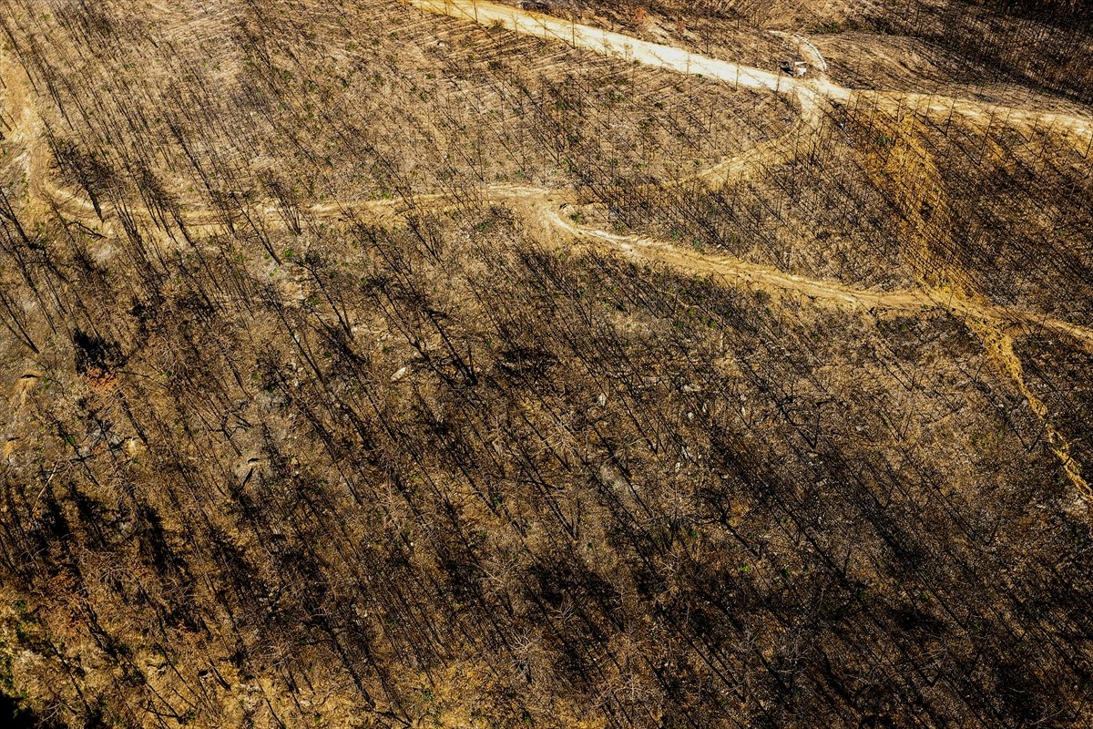 Antalya'da, yanan alanlarda ilk fidan yarın dikilecek