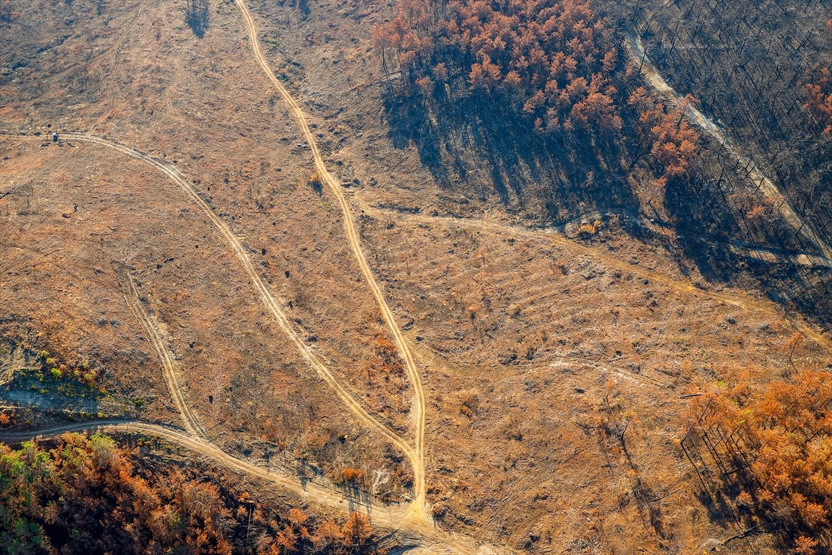 Antalya'da, yanan alanlarda ilk fidan yarın dikilecek