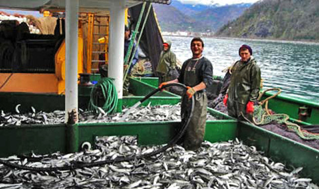 Balıkçılara Müjde! Bu Hafta 8.2 Milyon TL Ödenecek!