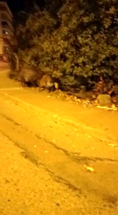 Bursa'da aç kalan domuz sürüsü ilçe merkezine indi