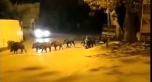 Bursa'da aç kalan domuz sürüsü ilçe merkezine indi