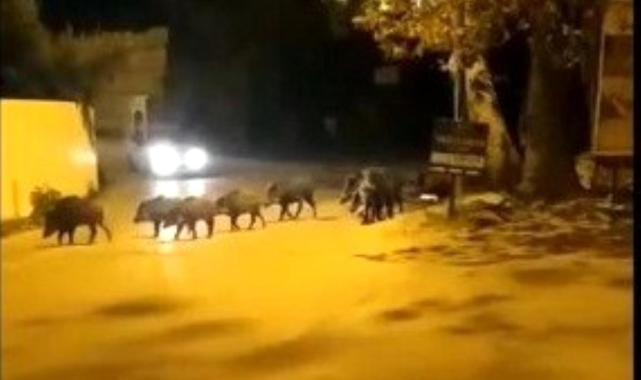 Bursa&#039;da aç kalan domuz sürüsü ilçe merkezine indi